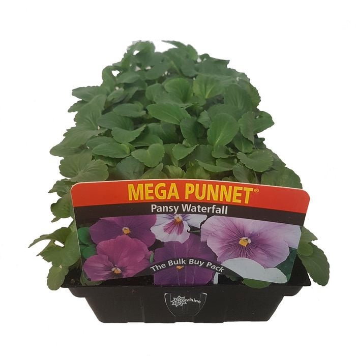 Mega Punnet - Pansy Waterfall - Viola x wittrockiana