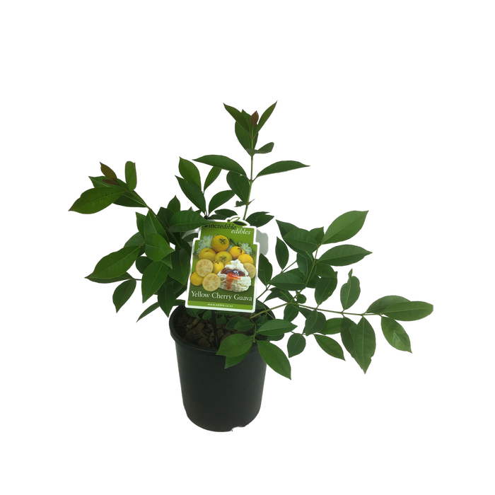 3L Yellow Cherry Guava - Psidium littorale - Incredible Edibles Range