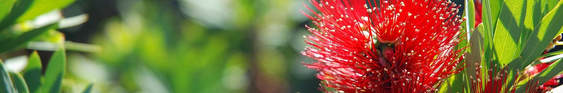 Close-up of red banksia flower