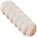 6PK Splosh Home Sweet Home Wheatgrass Ceramic Coaster 11cm