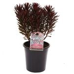 180mm Euphorbia Black Bird - Euphorbia characias