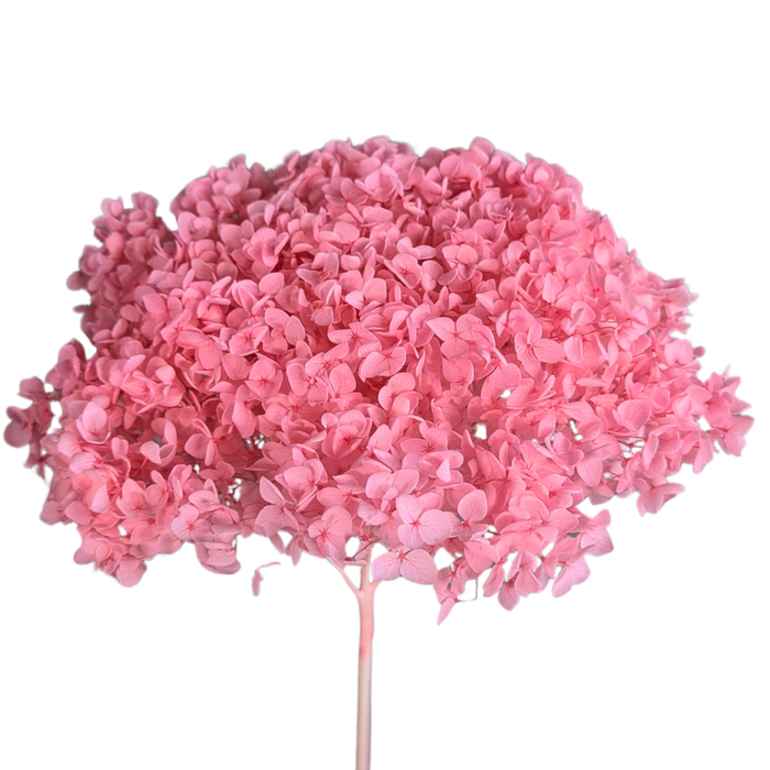 Blooms of Joy 50cm Pink Hydrangea Small Petal