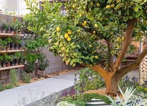 A lemon tree is in focus with other fruit trees, blooming flowers, wall-hanging herbs and vegetables.
