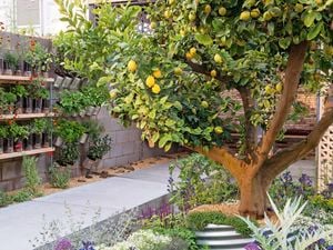 A lemon tree is in focus with other fruit trees, blooming flowers, wall-hanging herbs and vegetables.