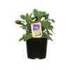  Nudo 1.1L ‘Cut & Cook’ Herb Assortment