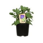 Nudo 1.1L ‘Cut & Cook’ Herb Assortment