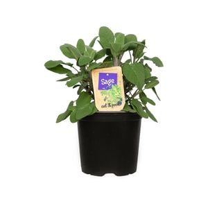  Nudo 1.1L ‘Cut & Cook’ Herb Assortment