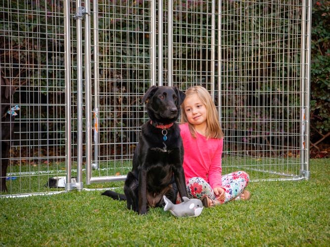 Rapid Products - Gallery - pet product image 4