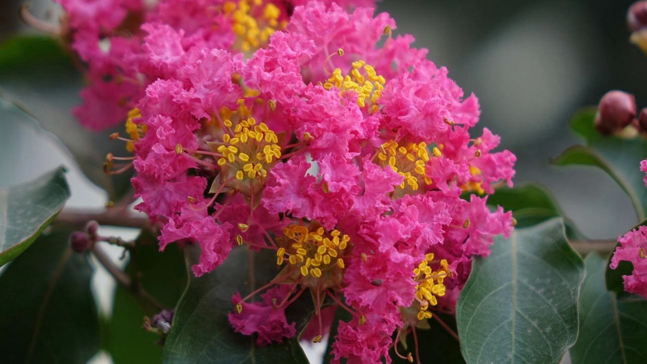 Crepe myrtle.