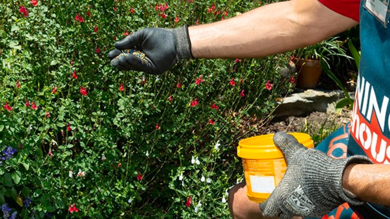 Sprinkling seaweed solution on a shrub.