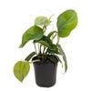 120mm Heart Leaf - Philodendron cordatum