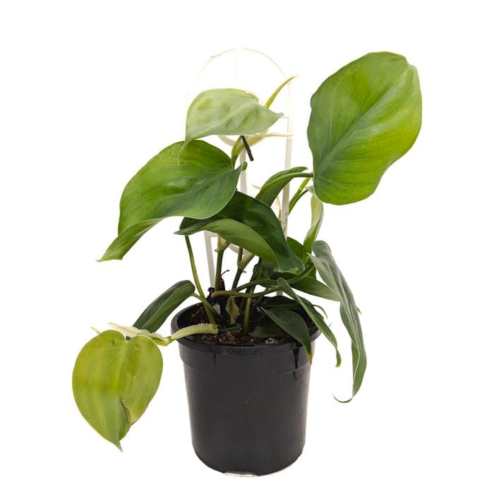 120mm Heart Leaf - Philodendron cordatum