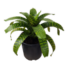 6L Bromeliad - Vrisea hieroglyphica