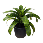 6L Bromeliad - Vrisea hieroglyphica