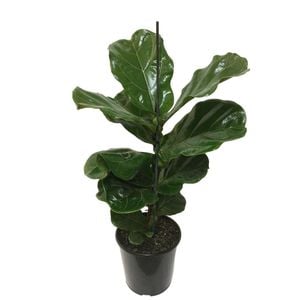180mm Fiddle-leaf Fig - Ficus Lyrata