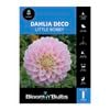 Bloomin Bulbs Dahlia Little Bobby 1 Pack