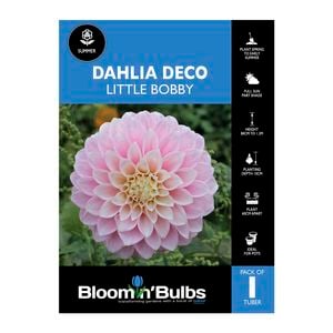 Bloomin Bulbs Dahlia Little Bobby 1 Pack