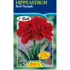 Hippeastrum Double Red Nymph