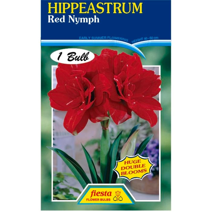Hippeastrum Double Red Nymph