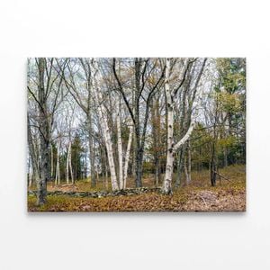 Forest Trees in autumn  Print 100% Australian Made 120 x 90cm  (Stretched)