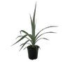 2.5L Astelia Silver Spears - Astelia chathamica