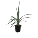 2.5L Astelia Silver Spears - Astelia chathamica