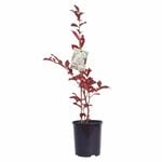 140mm Crepe Myrtle Natchez - Lagerstroemia indica