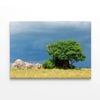 Serengeti National Park Tanzania  Print 100% Australian Made 120 x 90cm  (Stretched)