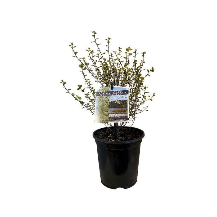 3.5L Silver Pillar - Pittosporum tenufolium