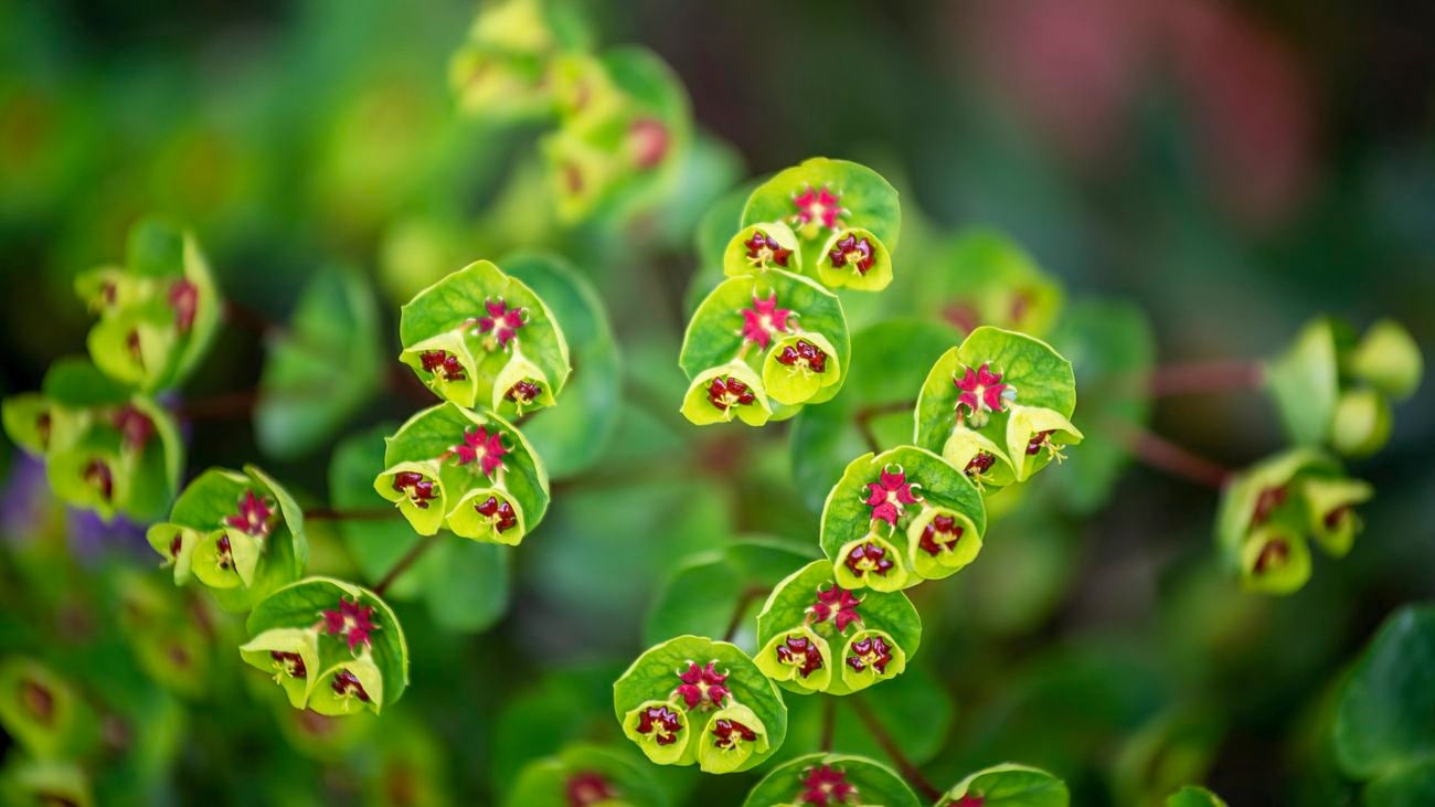 Close up shot of a euphorbia plant.