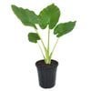 180mm Giant Taro - Alocasia macrorrhiza