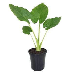 180mm Giant Taro - Alocasia macrorrhiza