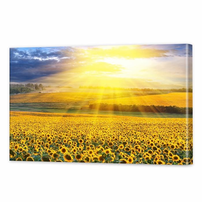 Sunflower Field Sunset | 60 x 40cm Stretched Canvas Print