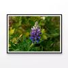 Lupinus Pusillus Close Up  Print 100% Australian Made 120x90cm  (Poster)