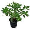 4L Hydrangea Limelight - Hydrangea paniculata