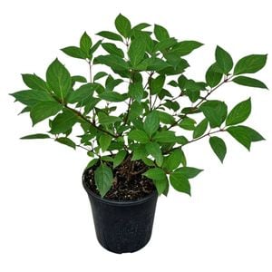 4L Hydrangea Limelight - Hydrangea paniculata