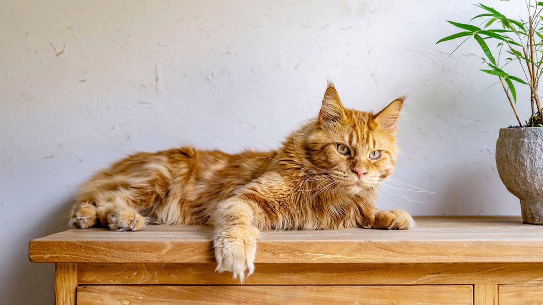 A ginger cat sits on a cat litter box cabinet D.I.Y.