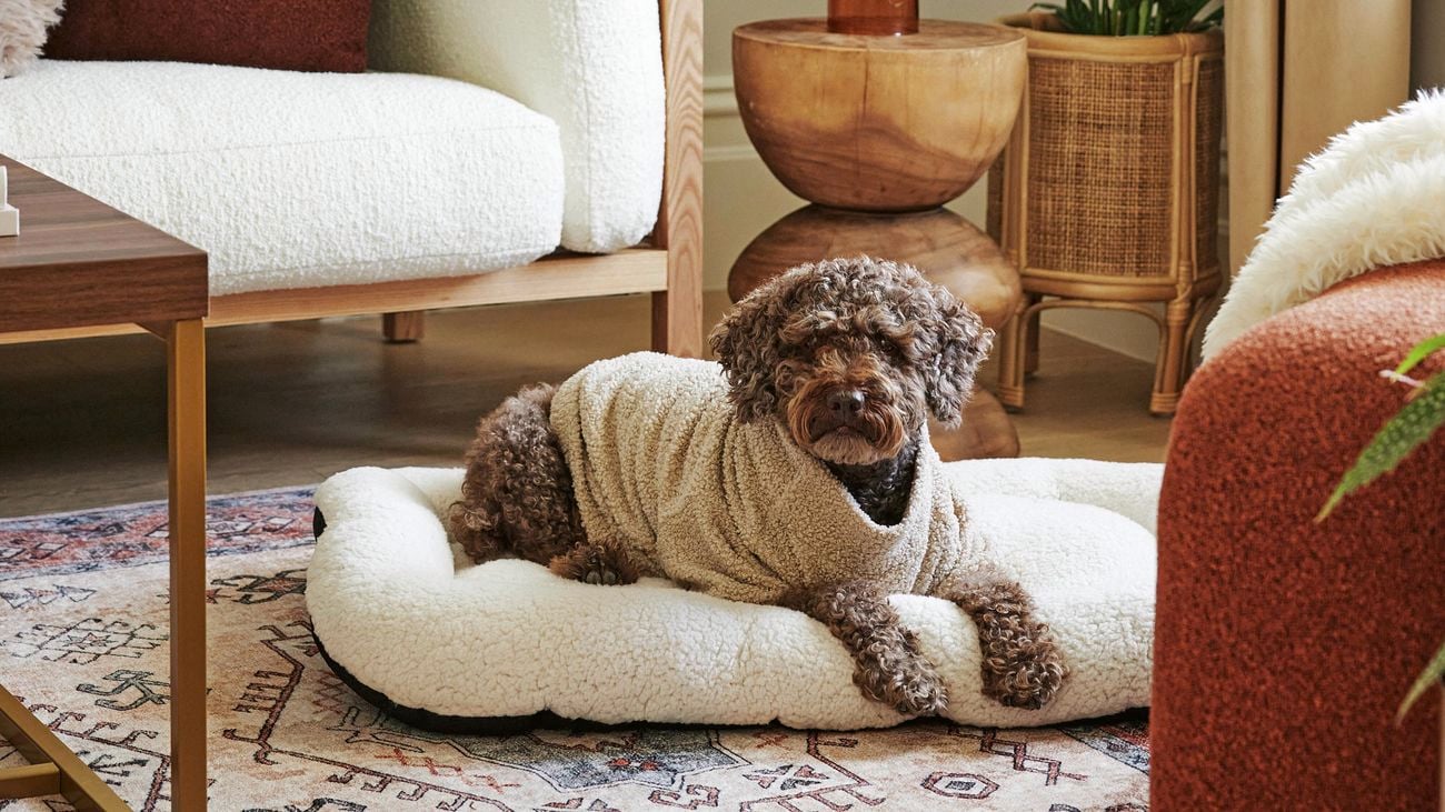 Dog lying in a bed in a living room.