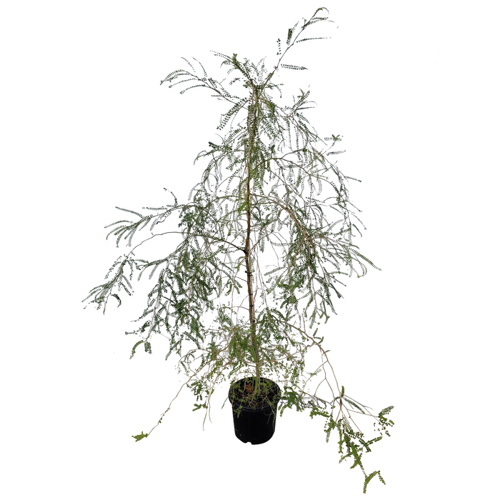 30L Kowhai - Sophora microphylla