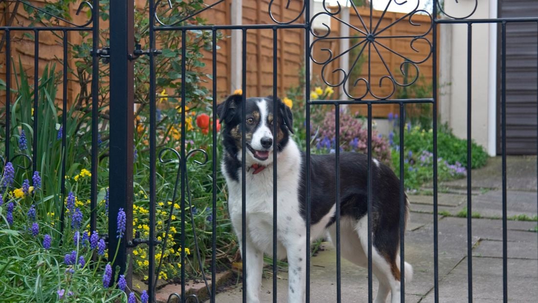 Portable dog fence bunnings best sale