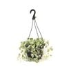 180mm Dichondra Silver Falls - Dichondra repens