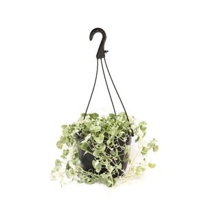 180mm Dichondra Silver Falls - Dichondra repens