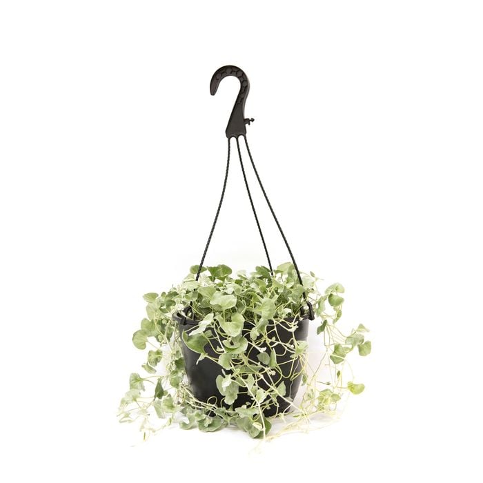 180mm Dichondra Silver Falls - Dichondra repens