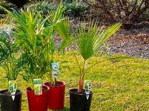 Potted palm tree - the Dypsis lutescens.