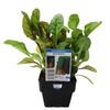 100mm Silverbeet Rainbow - Beta vulgaris - Top Taste Veg