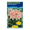 Fiesta Flower Bulbs Hippeastrum Double Dancing Queen
