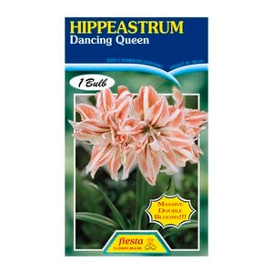 Fiesta Flower Bulbs Hippeastrum Double Dancing Queen