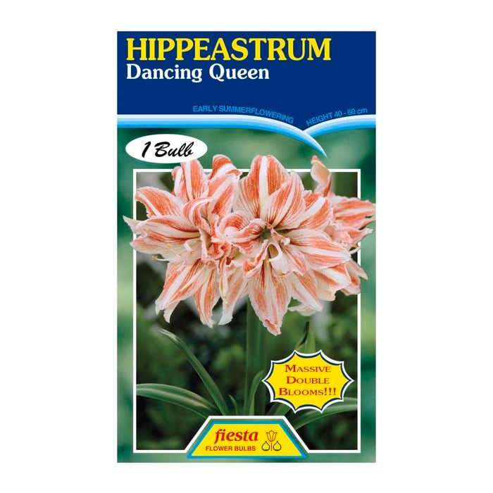 Fiesta Flower Bulbs Hippeastrum Double Dancing Queen