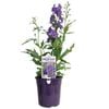200mm Delphinium - Breezin Delgenius