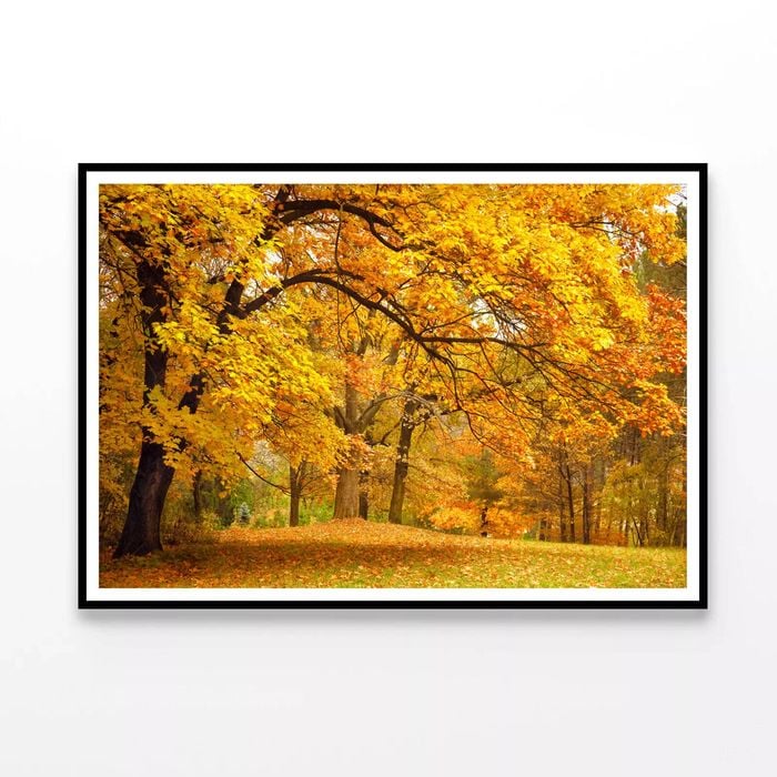 Gold Trees in a Park in autumn  Print 100% Australian Made 120x90cm  (Poster)